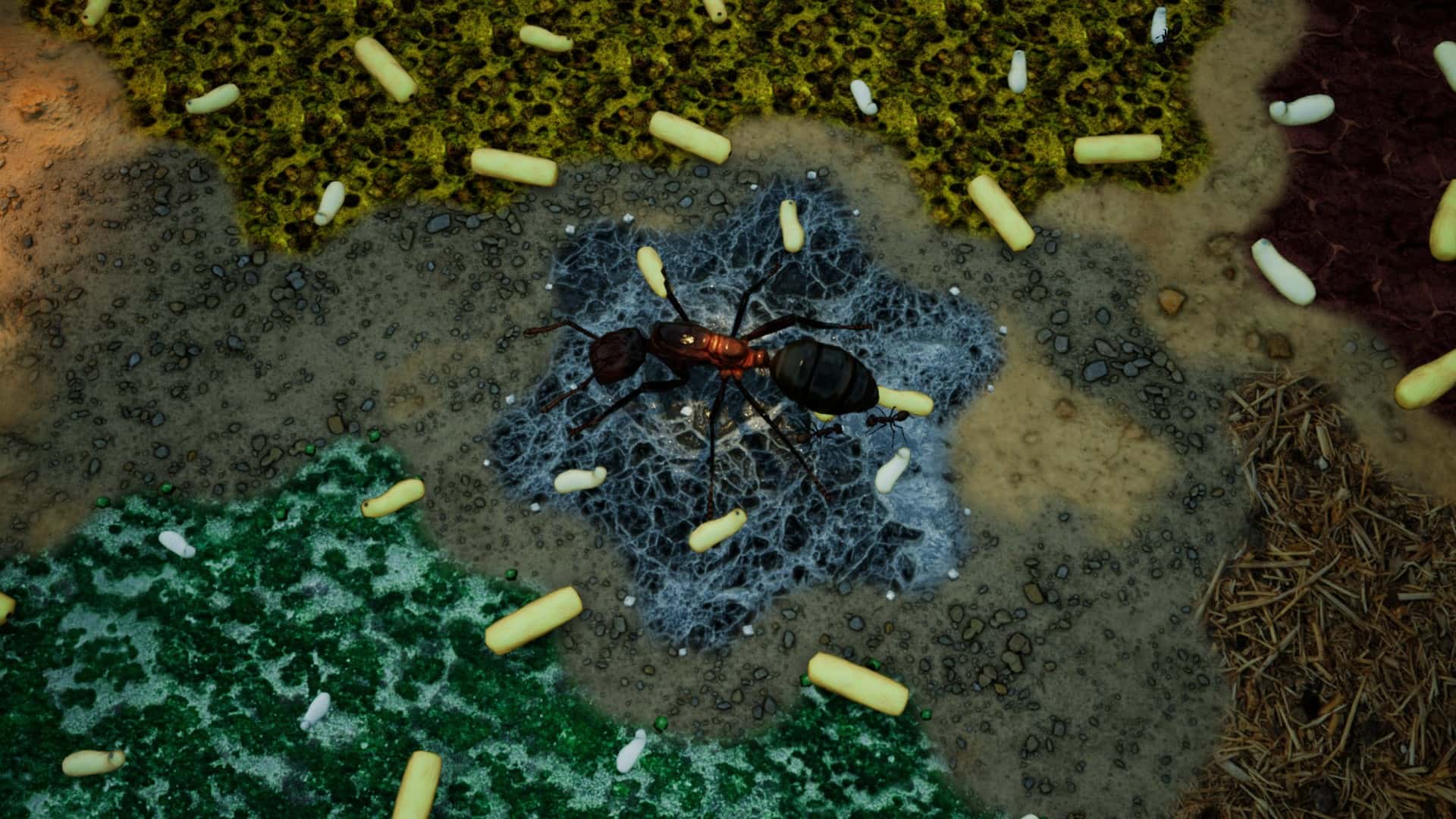 #8. Empires of the Undergrowth - Exploding Ants (GOG) โดย: Hooded Horse