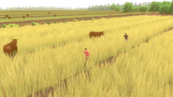 Forgotten Fields screenshot 10
